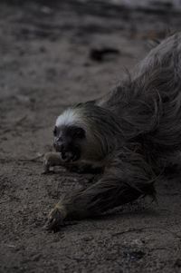 Dog relaxing on sand