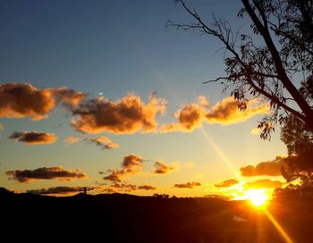 Silhouette of trees at sunset