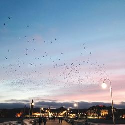 Birds flying over city against sky during sunset