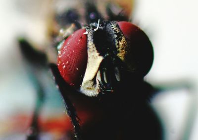 Extreme close up of red flower