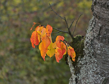 Close-up of autumn leaves in a tree