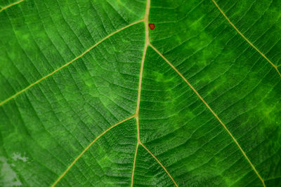leaf