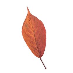 Close-up of leaves over white background