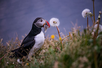 Bird on a field