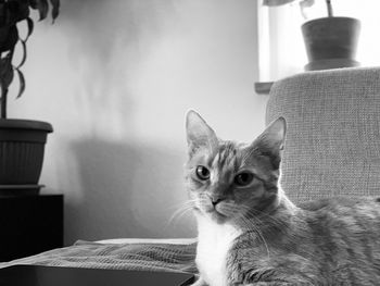 Portrait of cat sitting on sofa at home