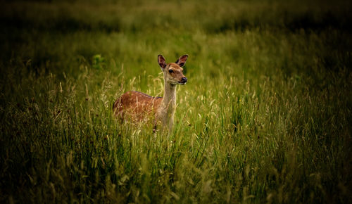 Deer in a field