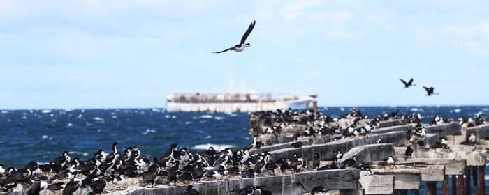 Seagulls flying over sea against sky