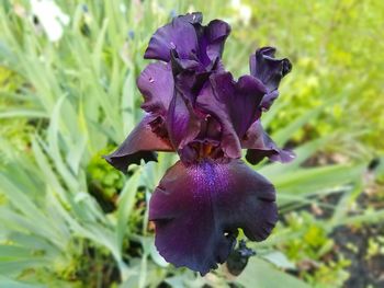 Close-up of purple iris