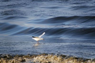 Seagull flying over sea