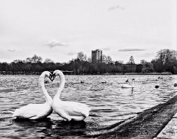 Swans swimming in lake against sky