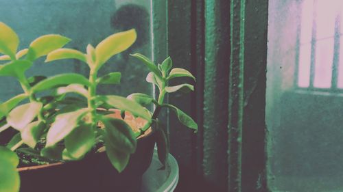 Close-up of fresh green plant