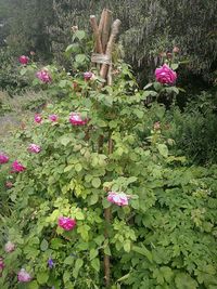 Pink flowers blooming on plant