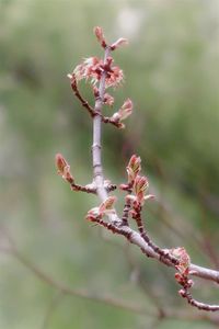 Close-up of red flowering plant