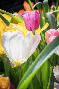 Close-up of pink tulips