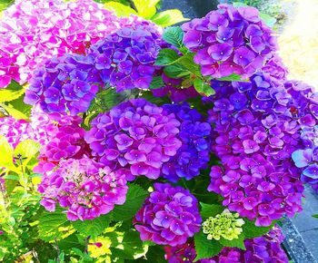 High angle view of purple flowering plants