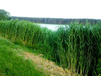 Scenic view of rice field against clear sky