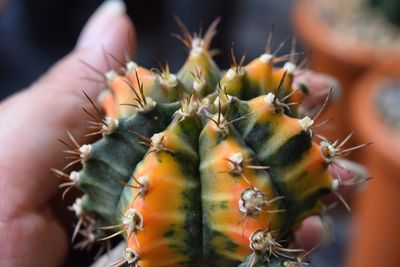 Close-up of succulent plant