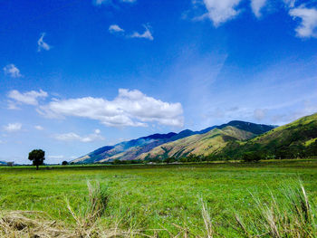 Scenic view of field against blue sky