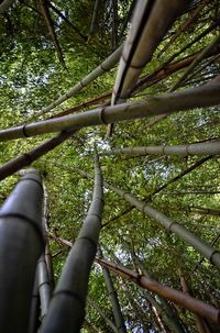 Low angle view of bamboo trees in forest