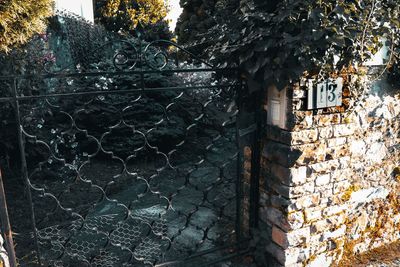 Trees by wall of building