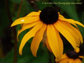 Close-up of yellow daisy flower