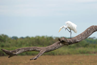 White greater egret resting on a bare wooden tree branch