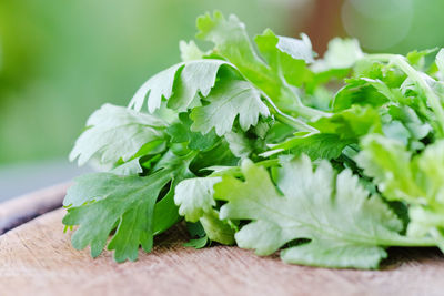 Close-up of cilantro on table