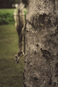 Close-up of squirrel on tree trunk