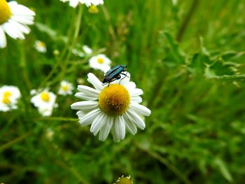 Close-up of bee on white flower