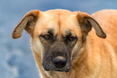 Close-up portrait of dog sticking out tongue outdoors