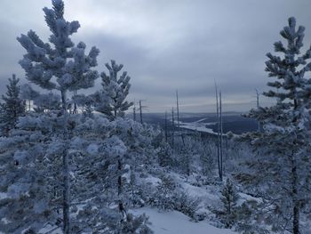 Snow covered land and trees against sky