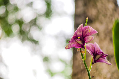 Close-up of purple flower blooming outdoors