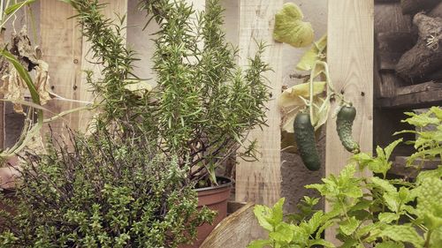 High angle view of plants by trees