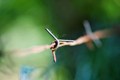 Barbed wire