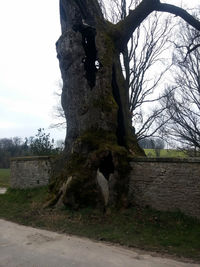 Bare trees against sky