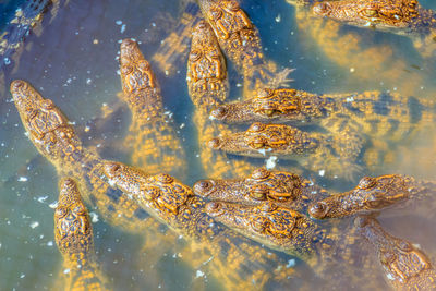 Close-up of water splashing in sea