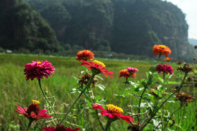 Close-up of red flowering plants on field