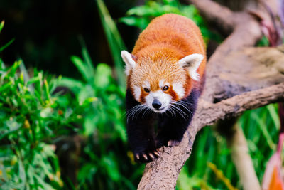 Red panda on tree