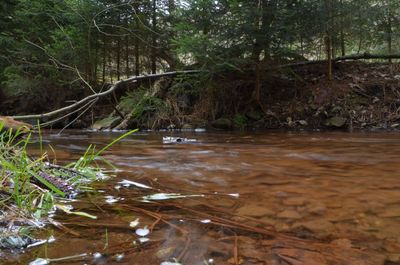 Stream flowing through forest