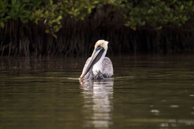 Swimming male brown pelican pelecanus occidentalis at tigertail beach in marco island, florida