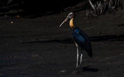 Close-up of bird perching on a land