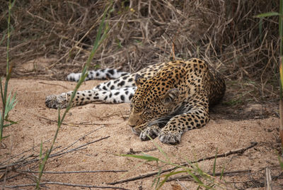 A leopard  resting