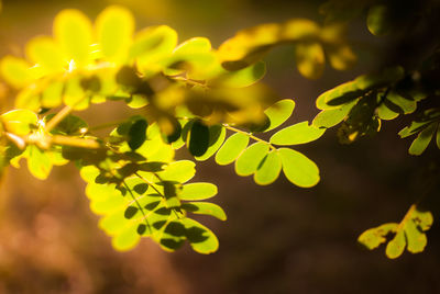 Close-up of yellow flowers