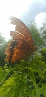 Close-up of butterfly on plant in field