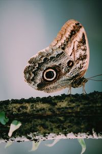 Close-up of butterfly on a tree