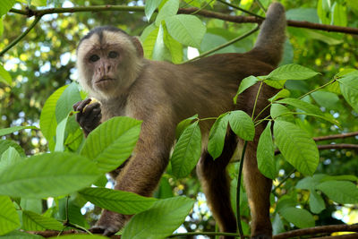 White fronted capuchin in the jungle on the banks of the rio ariau, amazon, brazil.