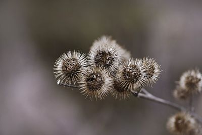 Close-up of dried plant