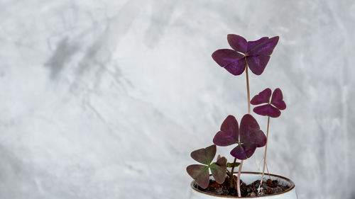 Close-up of purple flowering plant