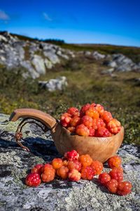 Close-up of cloudberry on rock