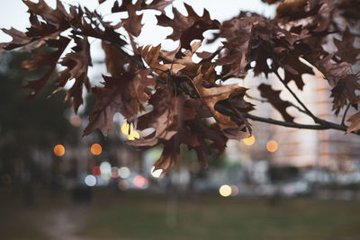 branch